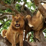 3 days Murchison falls National Park Safari